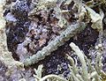 Cleorodes lichenaria (Geometridae), chenille, rochers couverts de Ramalina, Karreg ar Skeul, Goulien