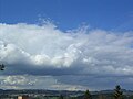 Stratocumulus cumulogenitus