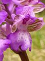 Anacamptis morio Germany - Moosalbtal (bei Völkersbach)