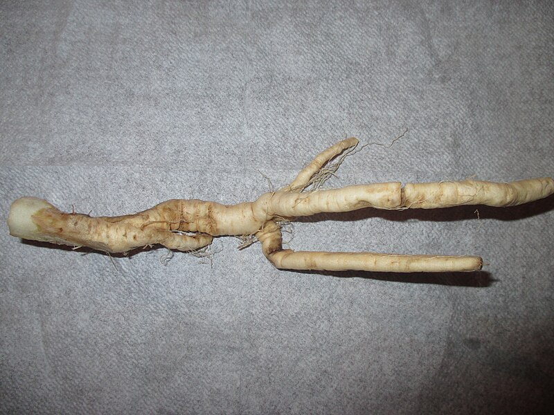 File:Mandragora autumnalis Root.jpg