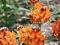 Bees feeding on the flowers