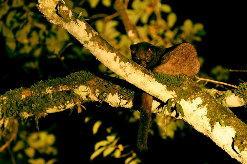 File:BrownPalmCivet DSC 2088.jpg