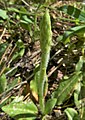 Goodyera oblongifolia