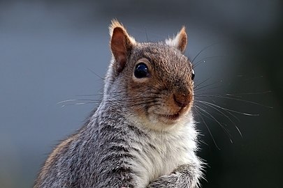 Grey squirrel Sciurus carolinensis