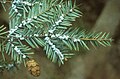 Adelgid infestation