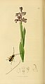 Anacamptis morio plate 370 in: John Curtis: British Entomology vol. 2 (1828-1840) (with: Calomicrus circumfusus)