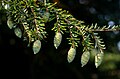 Foliage and cones