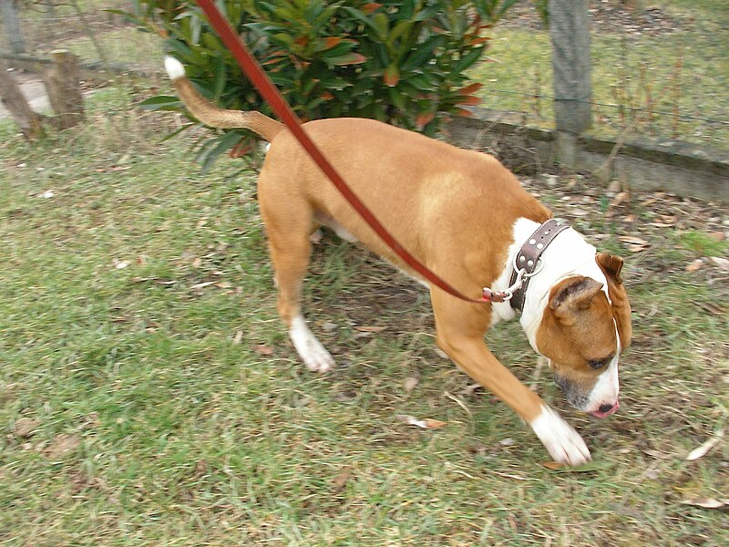 File:American Staffordshire Terrier (2).jpg