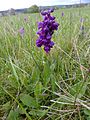 Anacamptis morio Germany - Langenalb