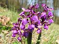 Anacamptis morio Germany - Moosalbtal (bei Ettlingen)