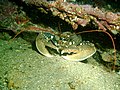 Homarus gammarus (Estrecho de Gibraltar)