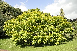 Catalpa bignonioides ‘Aurea’.