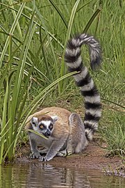 Ring-tailed lemur Lemur catta