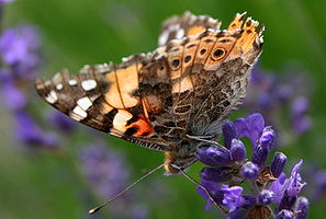 Vanessa cardui.