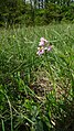 Anacamptis morio Germany - Ebringen