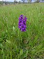 Anacamptis morio Germany - Langenalb