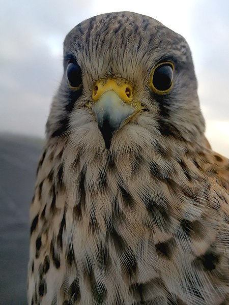 File:Nahaufnahme Turmfalkenweibchen Portrait ©Karsten Hein.jpg