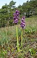 Anacamptis morio Germany - Tauberland