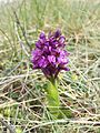 Anacamptis morio Fehhaube-Kogelsteine, Lower Austria