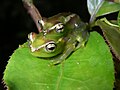 Boophis lilianae