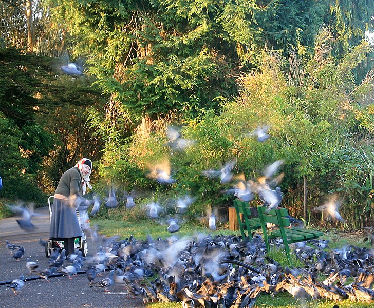 File:Feeding pigeons.jpg