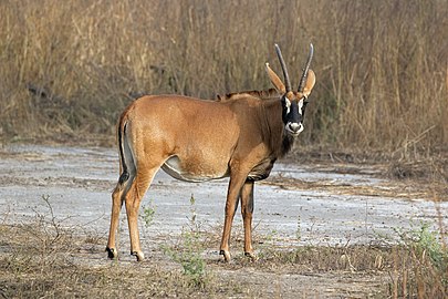 Roan antelope Hippotragus equinus koba