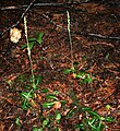 Goodyera oblongifolia Canada - British Columbia