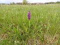 Anacamptis morio Germany - Langenalb