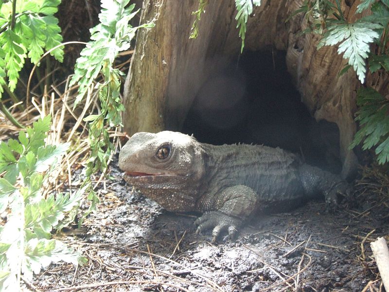 File:Tuatara (1).jpg