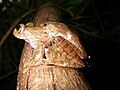 Boophis quasiboehmei