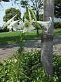 埋立地にやって来たタカサゴユリ。 Flower of "Takasago-Yuri" (Lilium formosanum, Taiwan Lily).