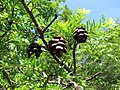 Foliage and cones, Linville, North Carolina