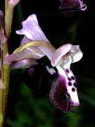 Anacamptis morio subsp. longicornu