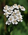 56 Yarrow (Achillea millefolium) uploaded by PetarM, nominated by PetarM