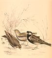 juvenile, Female, Male