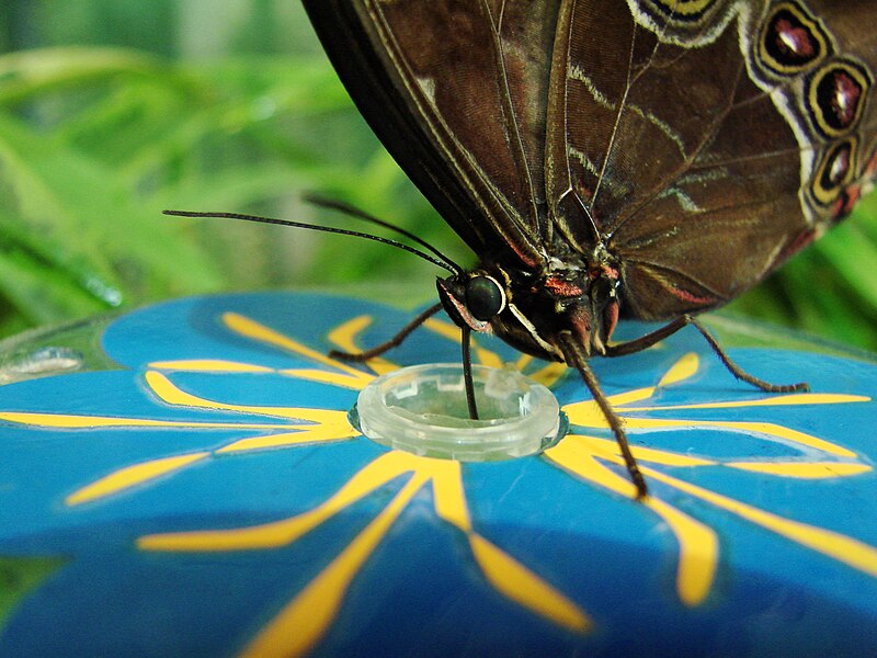 File:Morpho achilles (Wroclaw zoo).JPG