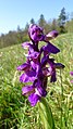 Anacamptis morio Germany - Waldbronn/Etzenrot