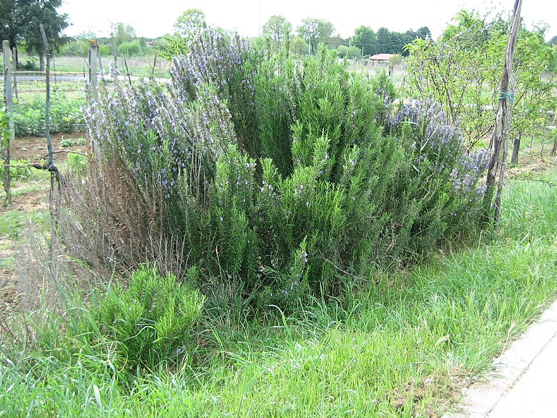 File:Busch Rosmarinus officinalis.JPG