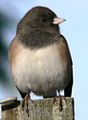 Skagit Wildlife Area