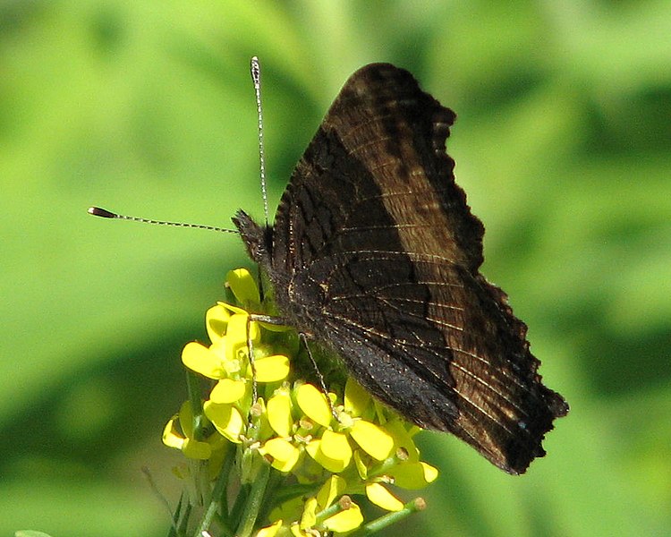 File:Milbert's Tortoiseshell, ventral 2.jpg