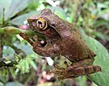 Boophis reticulatus