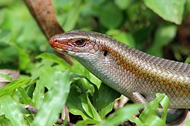 Kadal Kebun (Mabouya multifasciata)