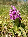 Anacamptis morio France - Bretagne.