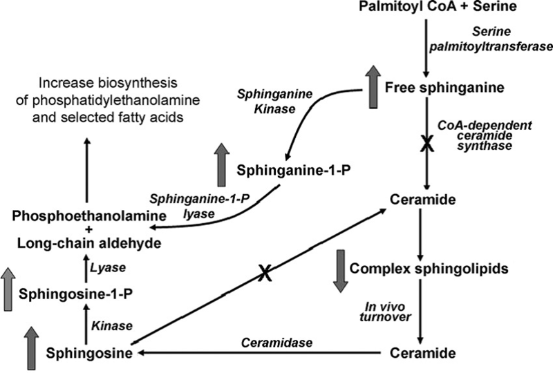 File:Sphingolipid metabolism.png