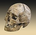 66 Téviec Crane Homme Profil Droit II uploaded by Archaeodontosaurus, nominated by Alvesgaspar