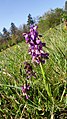 Anacamptis morio Germany - Waldbronn/Etzenrot