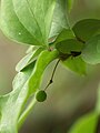 Smilax china, leafstalk and unripe friut