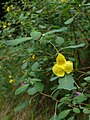 キツリフネ(Impatiens noli-tangere)の花と葉 "Kitsurifune" (Impatiens noli-tangere, en:Touch-me-not Balsam).