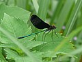 ハグロトンボ・オス "Haguro-Tonbo" (Calopteryx atrata).