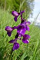 Anacamptis morio Germany - Ebringen